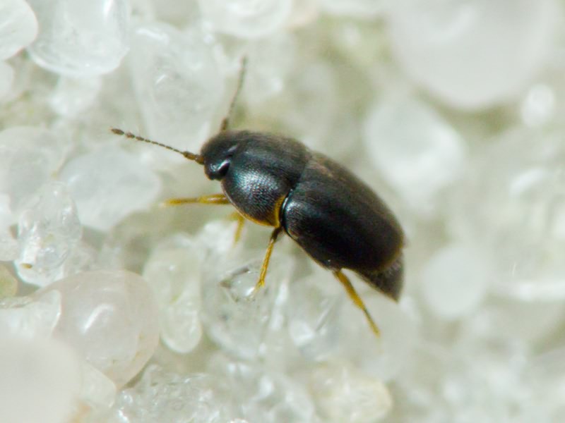 Acrotrichis Motschulsky, 1848